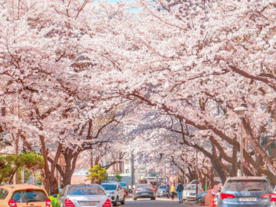 🌸 TOUR XUÂN SEOUL – SĂN HOA ANH ĐÀO GIỮA LÒNG THỦ ĐÔ